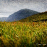 Grass, Glen Einich