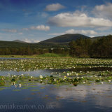 Loch Garten Waterlillies