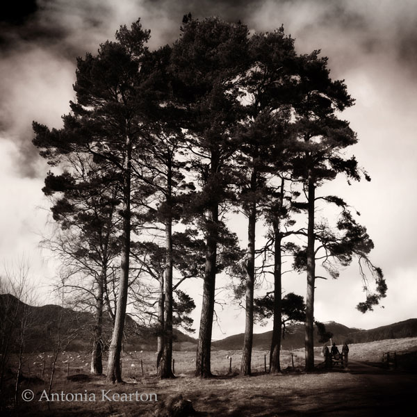 Pines, Glen Banchor