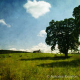 The Old Kirk