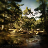 The Place in the Woods