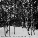 Birches