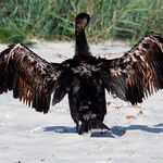 DRYING WINGS fine art print h011