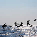 SEAGULLS fine art print h009