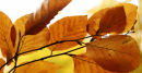 AUTUNM BANNER