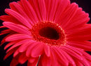RUBY RED GERBERA. FLOWER