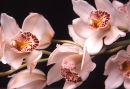 ORCHIDS. FLOWER