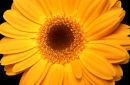 SUN FLOWER