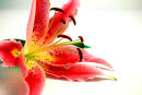 LILLIE.FLOWER