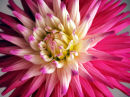 RUSKIN ANDREN FLOWER