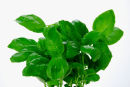 BASIL