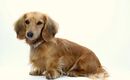 DACHSHUND PUPPY DOG