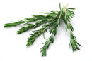 Rosemary herb