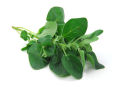 0regano herb