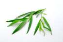 Tarragon herb