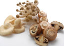 MUSHROOMS