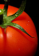 CLOSE UP VIEW of TOMATO