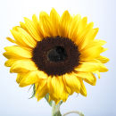 SUNSHINE FLOWER