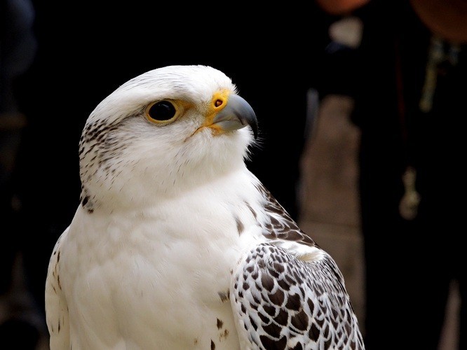 Birds of prey in the courtyard