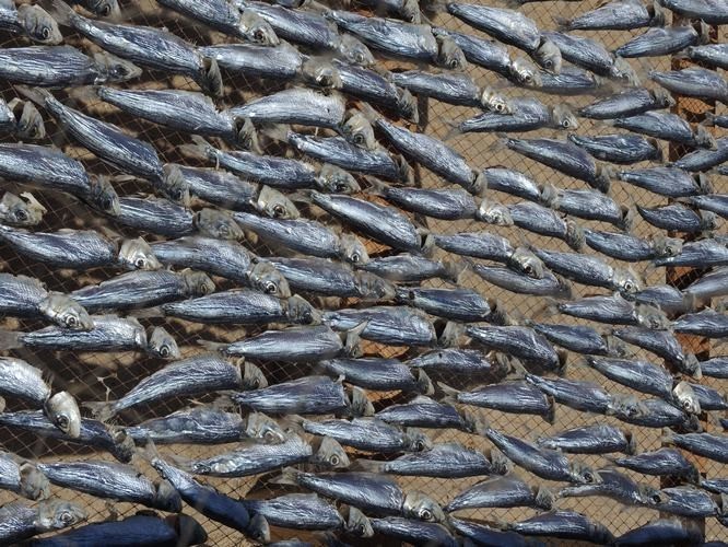 Drying fish on racks