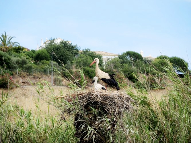 Stork with young on the river