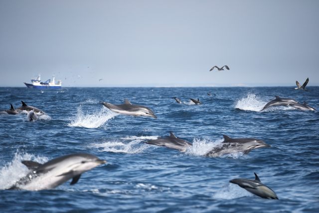 Oceanside (10 km outside)