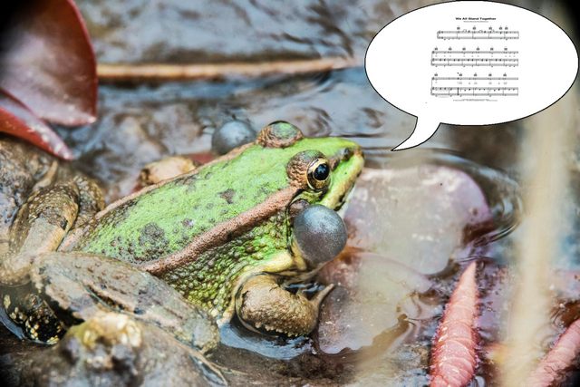 The Singing Frog