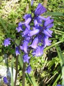 Bluebells