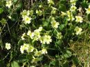 Primroses