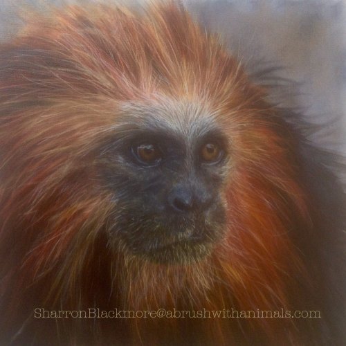 Golden Tamarin (SOLD)