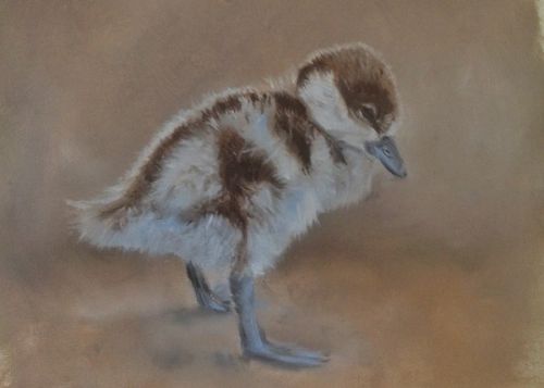 Ruddy Shelduck Chick