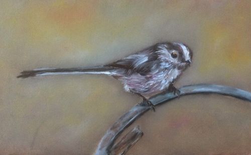 Long tailed tit