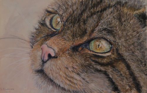 Last of the Winter Sun (Scottish Wildcat) (SOLD)