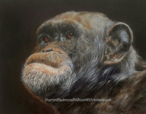 George (SOLD)