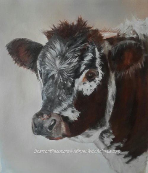 Inquisitive (SOLD)