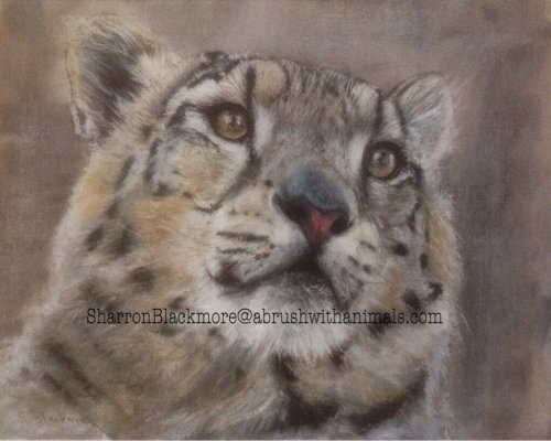 Snow Leopard (SOLD)
