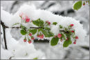 Apple Blossom Snow