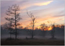 Misty Sunset, Royal Common, Elstead I