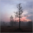 Misty Sunset, Royal Common, Elstead II