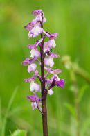 Green Winged Orchid