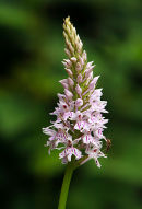 Common Spotted Orchid