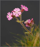 Red Campion - Silene dioica