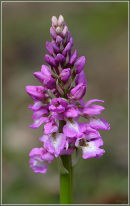 Early Purple Orchid