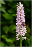 1 Cinnabar Moth, and 5 other insects