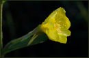 Evening Primrose after Rain