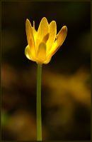 Lesser Celandine