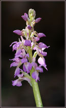 Early Purple Orchid