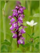 Green Winged Orchid