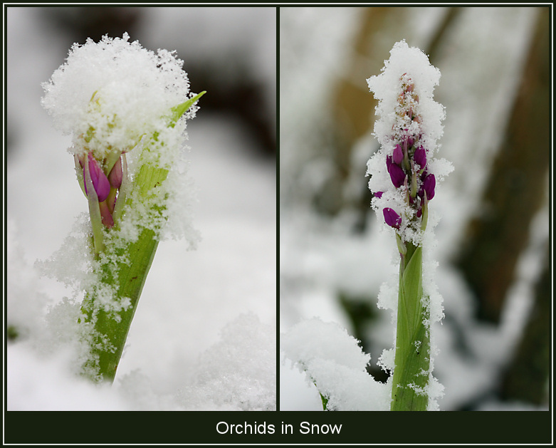 Orchids in Snow