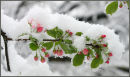 Crab Apple Blossom in Snow